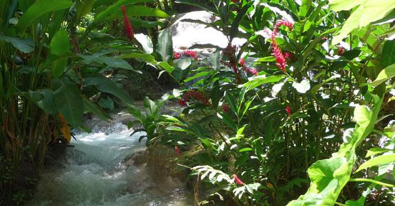 Island Survival Caribbean